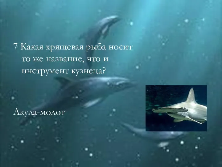 7 Какая хрящевая рыба носит то же название, что и инструмент кузнеца? Акула-молот