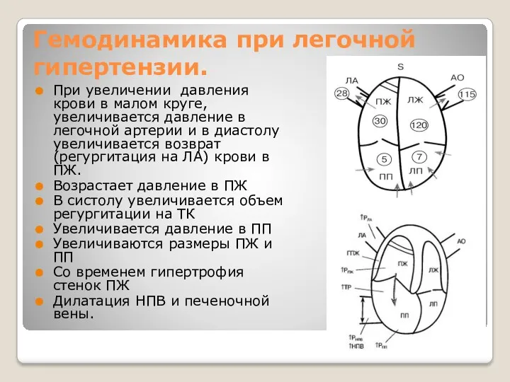 Гемодинамика при легочной гипертензии. При увеличении давления крови в малом