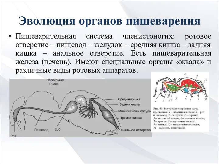 Эволюция органов пищеварения Пищеварительная система членистоногих: ротовое отверстие – пищевод