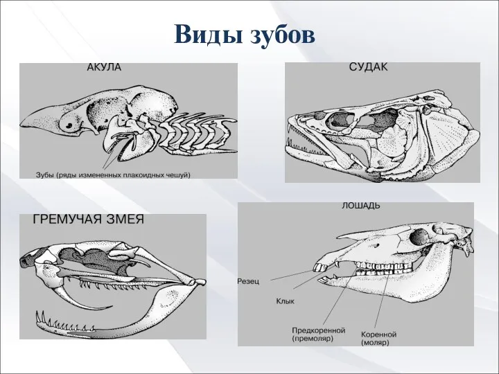 Виды зубов