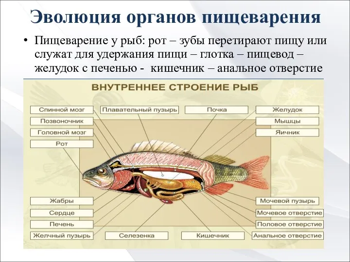 Эволюция органов пищеварения Пищеварение у рыб: рот – зубы перетирают