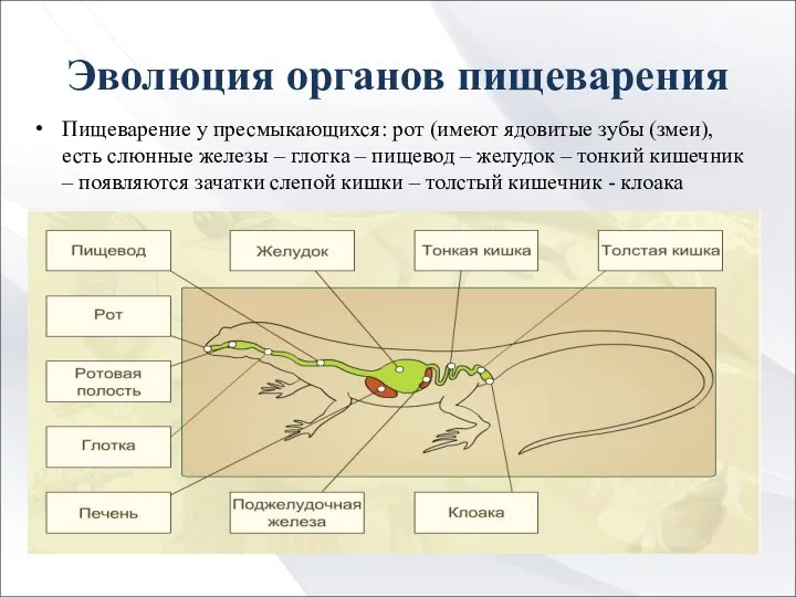 Эволюция органов пищеварения Пищеварение у пресмыкающихся: рот (имеют ядовитые зубы