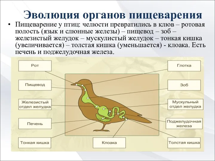 Эволюция органов пищеварения Пищеварение у птиц: челюсти превратились в клюв