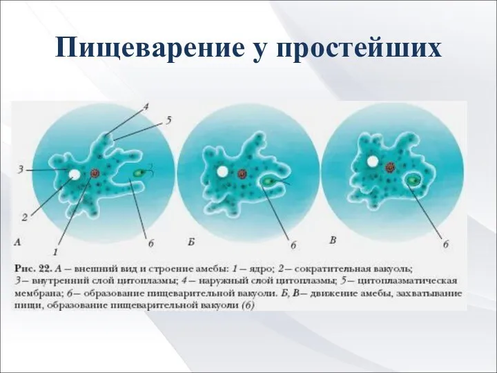 Пищеварение у простейших