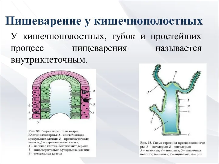 Пищеварение у кишечнополостных У кишечнополостных, губок и простейших процесс пищеварения называется внутриклеточным.