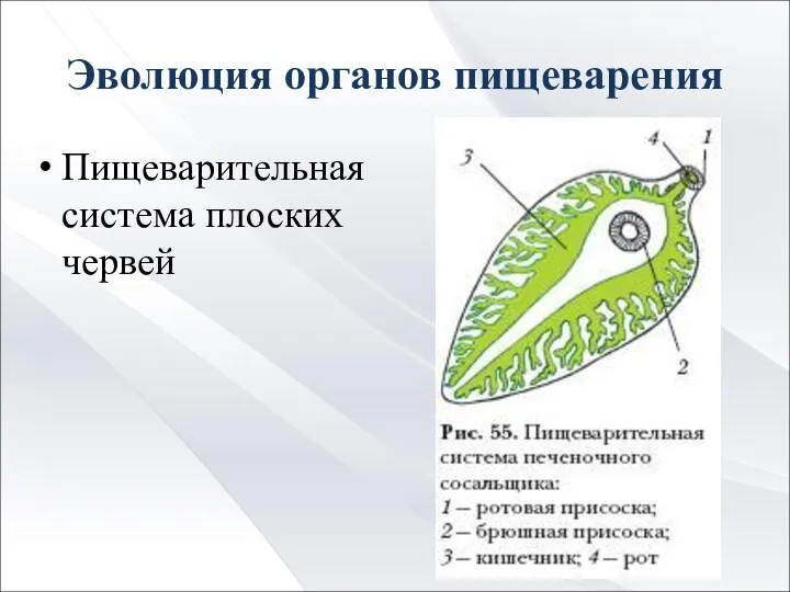 Эволюция органов пищеварения Пищеварительная система плоских червей