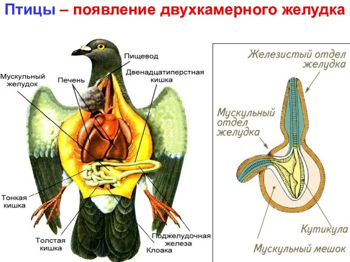 Птицы – появление двухкамерного желудка