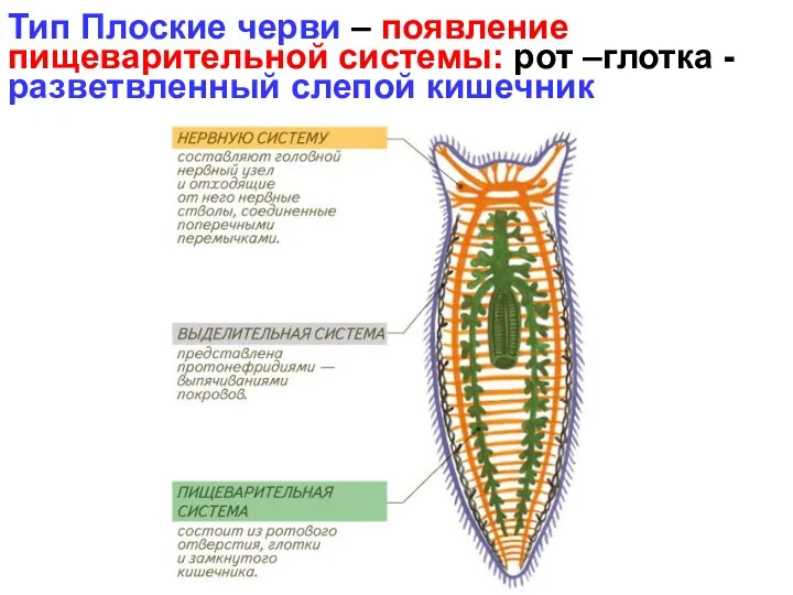 Тип Плоские черви – появление пищеварительной системы: рот –глотка -разветвленный слепой кишечник