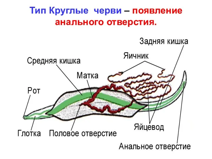 Тип Круглые черви – появление анального отверстия.