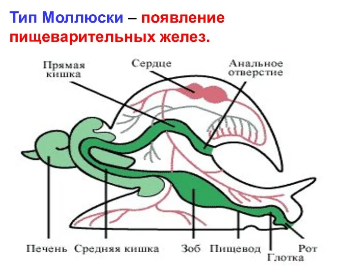Тип Моллюски – появление пищеварительных желез.