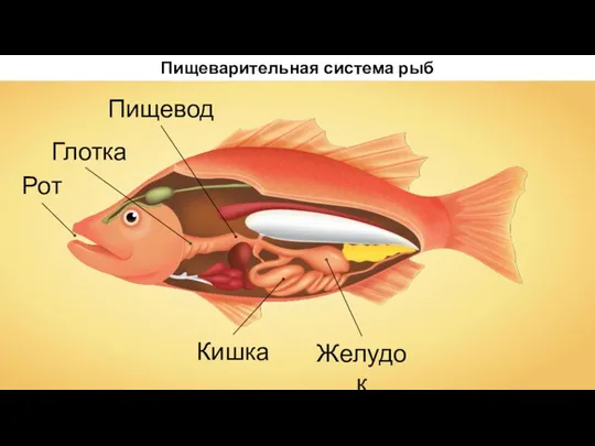 Кишка Желудок Рот Пищевод Пищеварительная система рыб Глотка