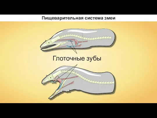Пищеварительная система змеи Глоточные зубы