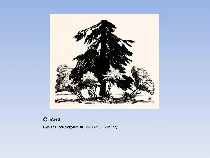 Сосна Бумага, ксилография. 310х240 (150х177).