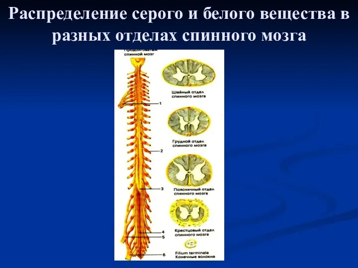 Распределение серого и белого вещества в разных отделах спинного мозга