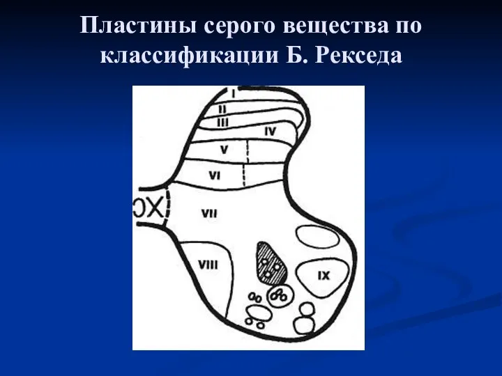 Пластины серого вещества по классификации Б. Рекседа