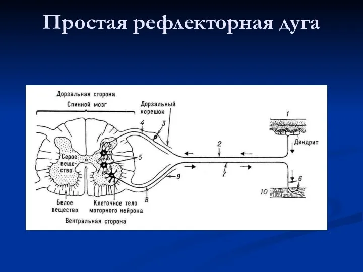 Простая рефлекторная дуга