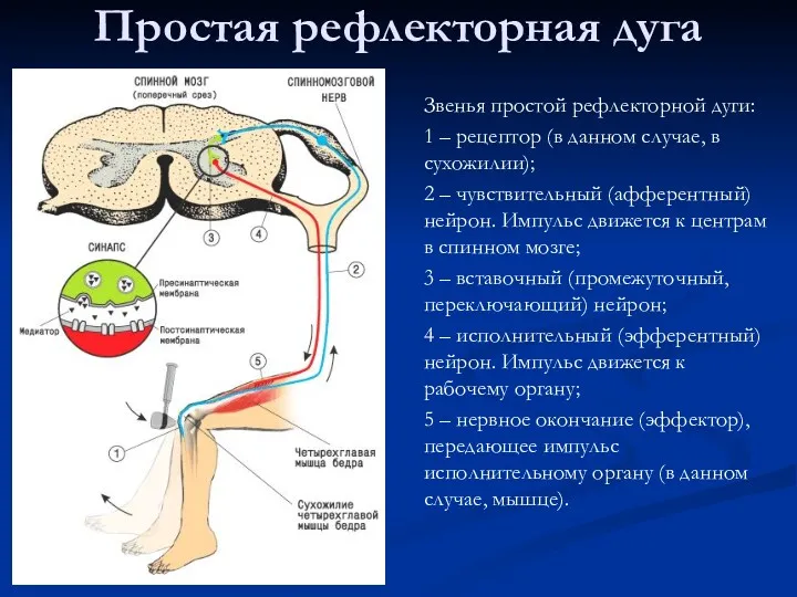 Простая рефлекторная дуга Звенья простой рефлекторной дуги: 1 – рецептор