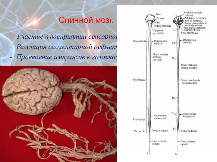 Спинной мозг. Функции. Участие в восприятии сенсорной информации Регуляция сегментарной