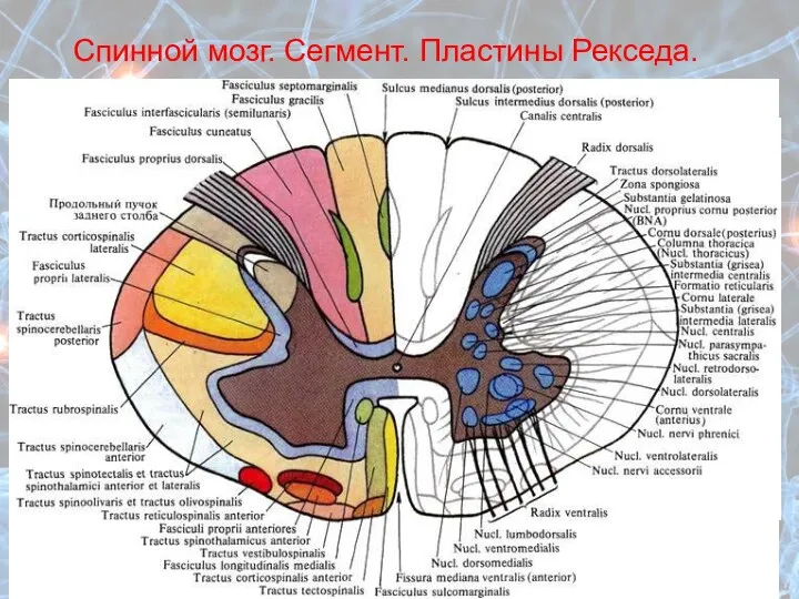 Спинной мозг. Сегмент. Пластины Рекседа.