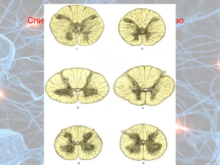 Спинной мозг. Белое и серое вещество.
