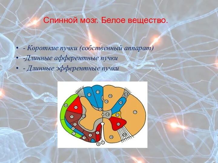 Спинной мозг. Белое вещество. - Короткие пучки (собственный аппарат) -Длинные афферентные пучки - Длинные эфферентные пучки