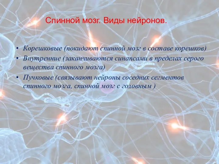 Спинной мозг. Виды нейронов. Корешковые (покидают спинной мозг в составе