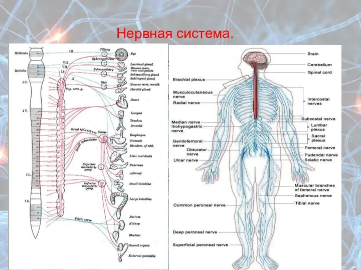 Нервная система. По топографо-анатомическому принципу: центральная и периферическая По функциональному