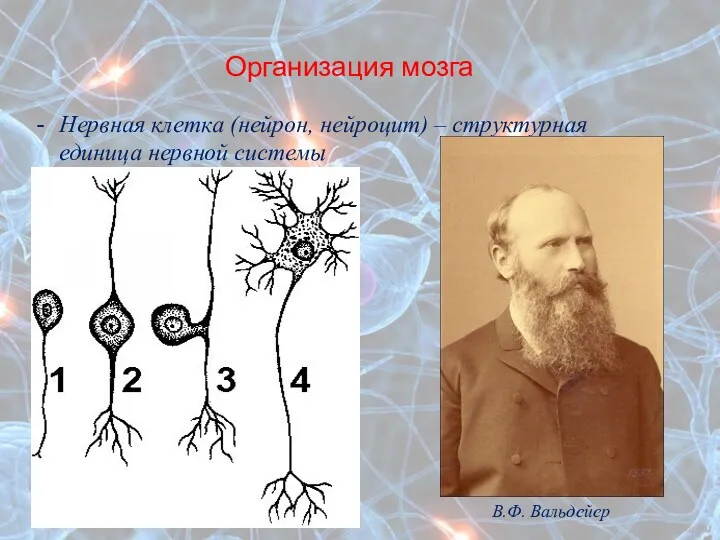 Организация мозга Нервная клетка (нейрон, нейроцит) – структурная единица нервной