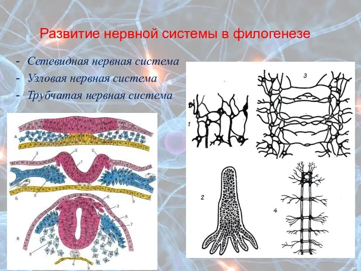 Развитие нервной системы в филогенезе Сетевидная нервная система Узловая нервная система Трубчатая нервная система