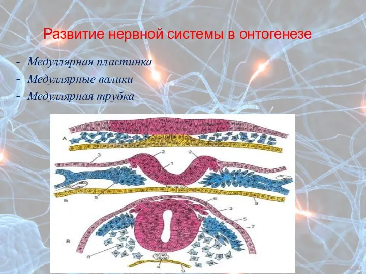 Развитие нервной системы в онтогенезе Медуллярная пластинка Медуллярные валики Медуллярная трубка