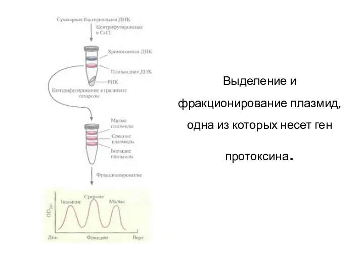 Выделение и фракционирование плазмид, одна из которых несет ген протоксина.