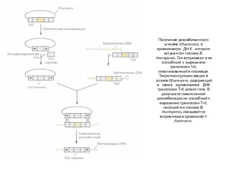 Получение рекомбинантного штамма P.fluorescens, в хромосомную ДН К которого встроен