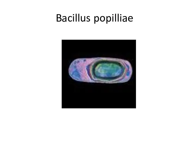 Bacillus popilliae