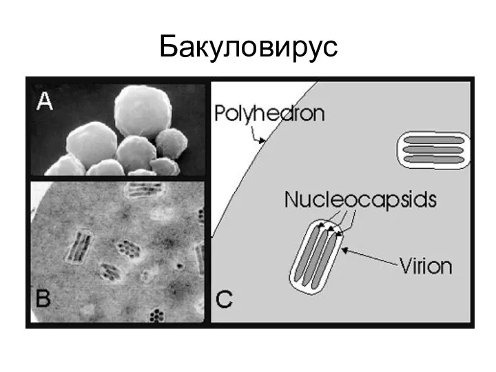 Бакуловирус