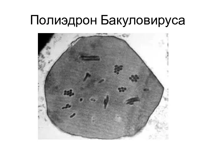 Полиэдрон Бакуловируса