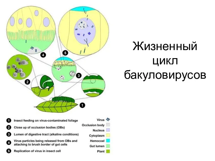 Жизненный цикл бакуловирусов