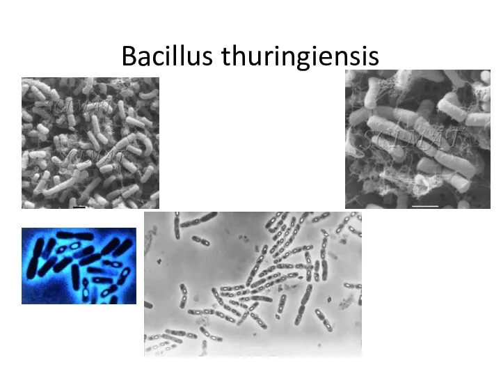 Bacillus thuringiensis