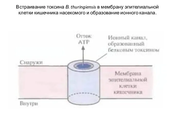 Встраивание токсина В. thuringiensis в мембрану эпителиальной клетки кишечника насекомого и образование ионного канала.