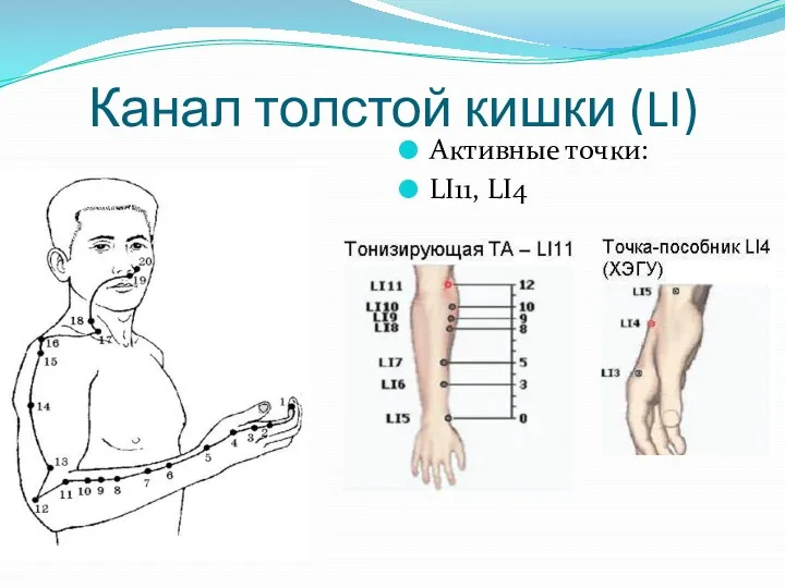 Канал толстой кишки (LI) Активные точки: LI11, LI4