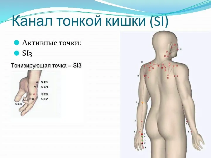 Канал тонкой кишки (SI) Активные точки: SI3