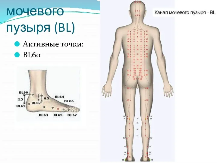 Канал мочевого пузыря (BL) Активные точки: BL60