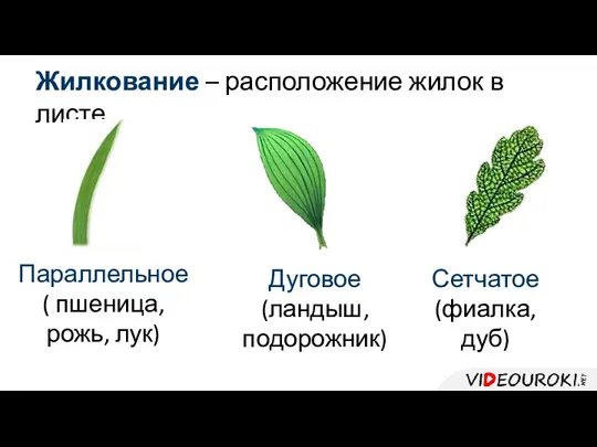 Жилкование – расположение жилок в листе. Параллельное ( пшеница, рожь,