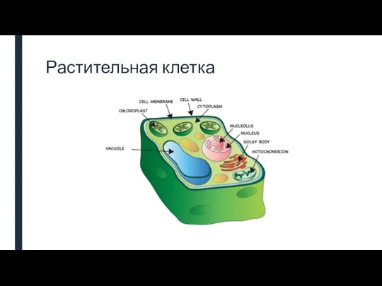 Растительная клетка