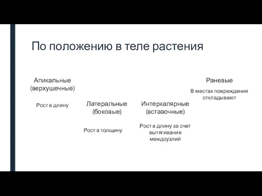 По положению в теле растения Апикальные (верхушечные) Латеральные (боковые) Интеркалярные