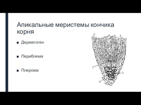 Апикальные меристемы кончика корня Дерматоген Периблема Плерома