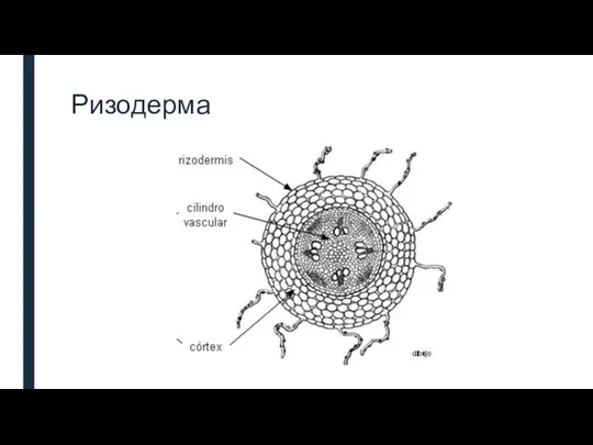 Ризодерма