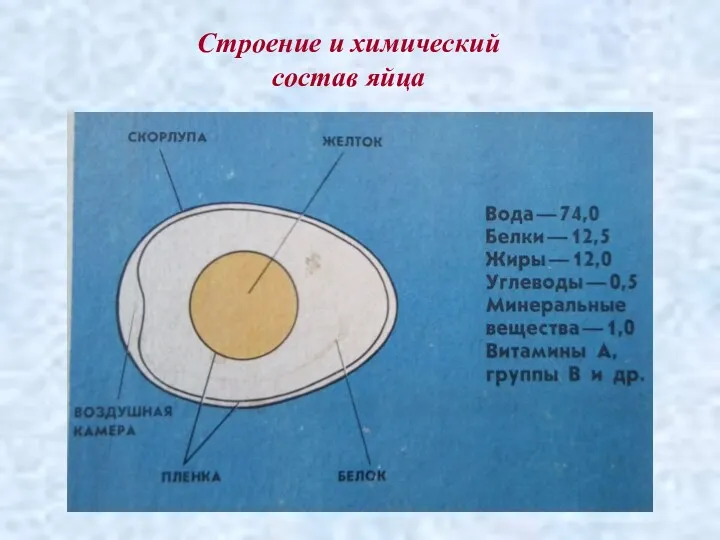 Строение и химический состав яйца