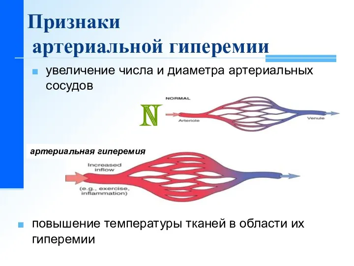Признаки артериальной гиперемии увеличение числа и диаметра артериальных сосудов N