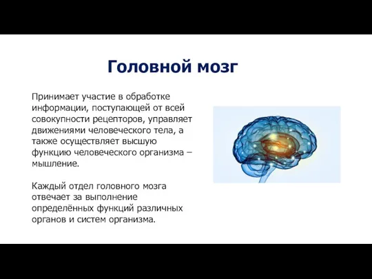 Головной мозг Принимает участие в обработке информации, поступающей от всей