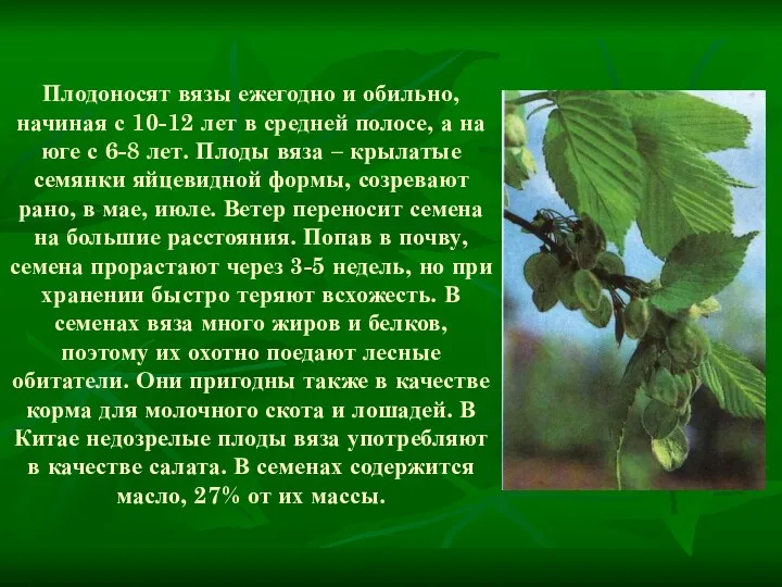 Плодоносят вязы ежегодно и обильно, начиная с 10-12 лет в